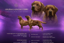 Od Himalájského cedru - Nino x Bonnie