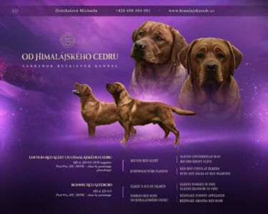 Od Himalájského cedru - Nino x Bonnie